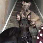 Sid And Ted - @sid_and_ted - Instagram