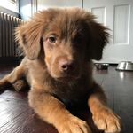 Teddy Adopt Don’t Shop Skiles - @teddygramzin - Instagram