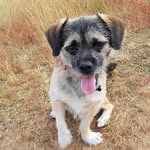 Hi, I'm Ted the small dog 💙 🐕 - @meet_my_dog_ted - Instagram