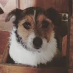 Tanya - @tedsmalldog - Instagram