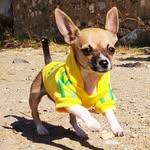 Ted small dog/modelo - @ted_chihuahua_22 - Instagram