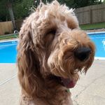 Ted Snider🐾 - @teddy_doodle6 - Instagram