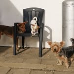 🐶 Ted, Snow & Lucky 🐾 - @ted.snow.lucky - Instagram