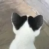 Ralphshadowtedsnow - @ralphshadowtedsno - TikTok
