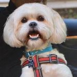 Ted Sobel - @ted_shihtzu_not - Instagram