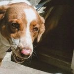 daily - @ted_souza_dog - Instagram