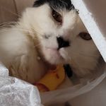 Ted Souza - @ted.ogatinho.2020 - Instagram