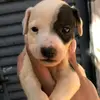 ted souza - @mariaeduarda876543210 - TikTok