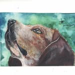 Woofie 🐶 - @tuftedsparrow - Instagram