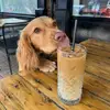 Teddy - @tedspaniel - TikTok