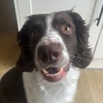 Ted🐾 - @ted_thespringerspaniel - Instagram