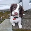 ted the ESS - @ted.springer - TikTok
