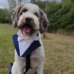 Ted The Springerdoodle - @tedthespringerdoodle - Instagram
