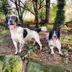 Teddy & Bobby - @ted_bobby_springer_spaniels - Instagram