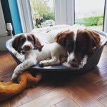 @springers_murphy_ted - Instagram