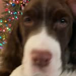 @springerspanielteddie - Instagram
