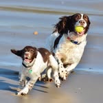 Ted & Rio Springer Spaniels - @ted_rio_springer_spaniels - Instagram