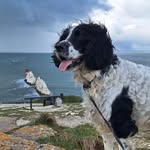 Ted Cameron - @springer_ted - Instagram