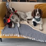 Ted_EnglishSpringerSpaniel 🇬🇧 - @tedandmillieenglish_springers - Instagram