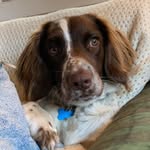 Ted - @mrted_thespringer - Instagram