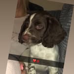 Ted🐶🐕 - @ted.the.springer - Instagram