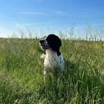 Ted❤️ - @ted_the_english_springer - Instagram