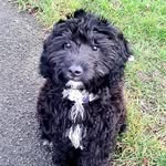 Ted - @ted_the_springer_poo - Instagram