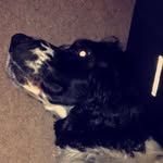 ted🐶🐶 - @tedthespringerspaniel - Instagram