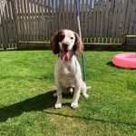 @ted_the_bouncy_springer - Instagram