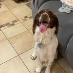 Ted the Springer - @ted_the_springer_offical - Instagram