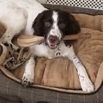 Ted the Springer - @tedthespringer - Instagram