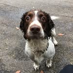 Ted The Springer - @ted_spaniel - Instagram