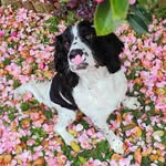 Teddie - @teddie_the_springer - Instagram