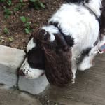 Teddy Rosson - @ted_the_springer - Instagram