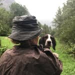 Teddy Smith - @ted_the_springerspaniel - Instagram