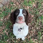 Teddy - @springerspanielted - Instagram