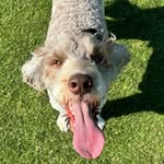 Teddy - @teddy_thespringerdoodle - Instagram