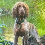 Teddy🐶 - @teddythespringerspaniell - Instagram