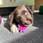 Teddy The English Springer - @teddytheenglishspringer - Instagram