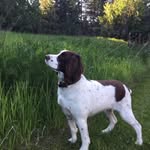 @teddy_the_springer - Instagram
