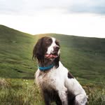Teddy the Springer - @be_more_teddy - Instagram