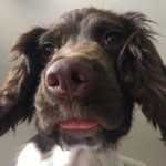 Teddy The Springer Spaniel - @teddy_springerspaniel - Instagram