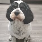 Teddy the Springer Therapist - @teddythespringertherapist - Instagram