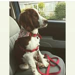 Teddy The Welsh Springer Pup🐶 - @superted35 - Instagram
