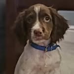 The Adventures of Ted - @__ted_the_springer_spaniel__ - Instagram