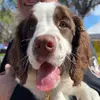 Theodore the Springer Spaniel - @springerteddy - TikTok