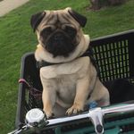 Ted Staats 🐶 - @teddiethepug - Instagram