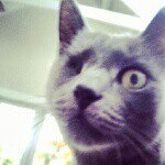 ted Stapleton - @ted_therussiankitty - Instagram