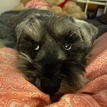 Teddy Stephenson - @ted_the_schnau - Instagram