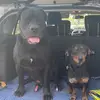 teddy und herbert - @ted_herb.stockkauer - TikTok